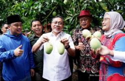 Lepas Ekspor Perdana Mangga Indramayu Mendunia, Mendag Borong 1 Ton di Atas Harga Pasar