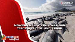 477 Paus Mati dan Terdampar di Selandia Baru, Apa Penyebabnya?