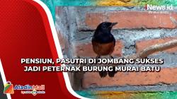 Pensiun, Pasutri di Jombang Sukses Jadi Peternak Burung Murai Batu