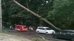 Pohon Besar Tumbang di Jalan Raya Cipanas-Puncak Cianjur, Lalu Lintas Macet<