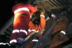 Serang Warga, Sarang Tawon Vespa Dievakuasi Petugas Damkar