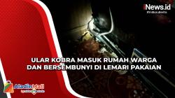 Ular Kobra Masuk Rumah Warga dan Bersembunyi di Lemari Pakaian