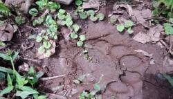 2 Anjing Warga Lereng Gunung Singgalang Mati Mengenaskan, Ditemukan Jejak Kaki Harimau