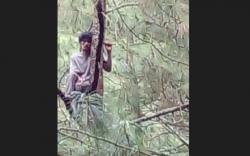 Viral Pria Pemalang Nangkring di Pohon Berhari-Hari Tak Mau Turun