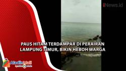 Paus Hitam Terdampar di Perairan Lampung Timur, Bikin Heboh Warga