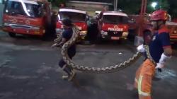 Warga Parepare Dihebohkan Kemunculan Ular Berukuran Besar, Petugas Kesulitan saat Evakuasi
