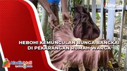 Bunga Bangkai Mekar Sempurna di Pekarangan Warga Bojonegoro