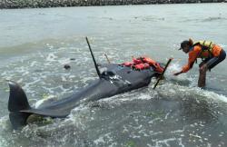 Ikan Paus Terdampar di Pantai Karangwuni Kulonprogo, Ada 4 Luka di Tubuhnya