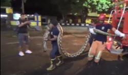 Detik-detik Petugas Damkar Dibantu Warga saat Evakuasi Ular Piton Sepanjang 7 Meter