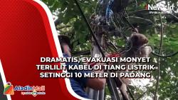 Dramatis, Evakuasi Monyet Terlilit Kabel di Tiang Listrik Setinggi 10 Meter di Padang