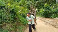 Kehidupan di Pelosok Desa Pedalaman Trenggalek Jawa Timur, Suasananya Bikin Tentram<