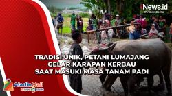 Tradisi Unik, Petani Lumajang Gelar Karapan Kerbau saat Masuki Masa Tanam Padi