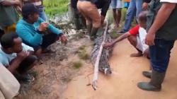 Aksi Heroik Warga Korban Banjir di Kobar Tangkap Buaya yang Meresahkan<
