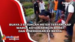 Buaya 2 Setengah Meter Tertangkap Warga Kotawaringin Barat dan Diserahkan ke BKSDA
