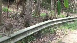 Gerombolan Monyet Turun ke Perkampungan, Warga Haurwangi Cianjur Resah<