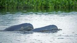 5 Hewan di Kalimantan Timur yang Keadaannya Nyaris Punah, Nomor 1 Mamalia Hidup di Air