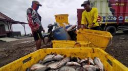Intip Kiat Sukses Budidaya Ikan Nila di Indramayu, 3 Bulan Langsung Panen<