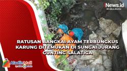 Geger, Penemuan Ratusan Bangkai Ayam Terbungkus Karung di Sungai Jurang Gunting Salatiga