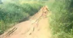 Suku Mante, Manusia Kerdil Misterius di Pedalaman Aceh