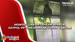 Monyet Liar Berkeliaran di Indramayu, Satpol PP dan Damkar Turun Tangan<