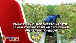 Emak-Emak di Mojokerto Kreatif, Lahan Kosong Disulap Jadi Lokasi Wisata Petik Melon