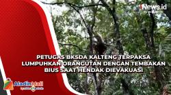 Petugas BKSDA Kalteng Terpaksa Lumpuhkan Orangutan dengan Tembakan Bius saat Hendak Dievakuasi