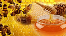 Daftar Obat Batuk Kering dari Bahan Alami yang Mudah Ditemui