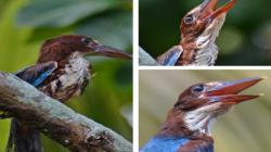 Pulau Curiak Surga bagi Banyak Burung, Ada Spesies Kingfisher