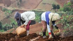 Daya Beli Petani Jatim Turun 0,67 Persen, Terendah di Pulau Jawa