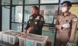 Petugas Karantina Parepare Gagalkan Penyelundupan 16 Burung Cucak Ijo