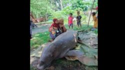 Duyung Ditemukan Mati di Natuna, Dibawa Pulang untuk Lauk Acara Pernikahan Warga<