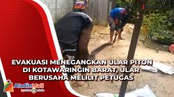 Evakuasi Menegangkan Ular Piton di Kotawaringin Barat, Ular Berusaha Melilit Petugas 