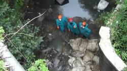 Ratusan Bangkai Ayam Terbungkus Karung di Sungai Salatiga Dievakuasi, Petugas Pakai APD