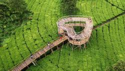 Indahnya Pemandangan Alam Kebun Teh di Lereng Gunung Sindoro
