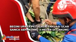 Begini Upaya Petugas Evakuasi Ular Sanca Sepanjang 3 Meter di Cakung