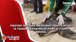 Proyek Aruanã Merawat Penyu Hijau 13 Tahun Terakhir di Pantai Itaipu Brasil