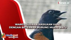 Warga Sleman Hasilkan Uang dengan Beternak Burung Murai Batu