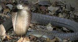 Ular King Cobra Lepas dari Kandang, Semua Pengunjung Kebun Binatang Dievakuasi