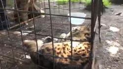 Masuk Permukiman Warga, Kucing Hutan Terluka Parah usai Berkelahi dengan Kucing Liar