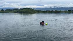 Pilih Berenang saat Diajak Makan, Wisatawan Dilaporkan Tenggelam di Pantai Pasir Putih Danau Toba  <