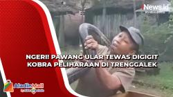 Ngeri! Pawang Ular Tewas Digigit Kobra Peliharaan di Trenggalek