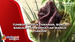 Tumbuh di Sela Tanaman, Bunga Bangkai Curi perhatian Warga Cianjur<