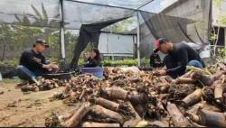 Warga Andong Boyolali Sukses Bisnis Pisang Cavendis, Sebulan Raup Untung Jutaan Rupiah