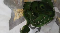 Puluhan Satwa Liar Diamankan dari Pelabuhan Yos Sudarso, Ada Ular Sanca Hijau