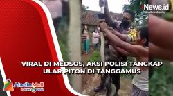 Viral di Medsos, Aksi Polisi Tangkap Ular Piton di Tanggamus