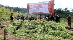 Polda Aceh Bakar 20.000 Batang Ganja Siap Panen di Aceh Besar<