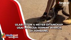 Ular Piton 4 Meter Ditangkap usai Mangsa Ternak Warga di Jombang