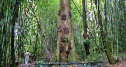 Unik, di Desa Ini Bisa Lihat Batang Pohon Dijadikan Makam Bayi yang Bisa Keluarkan ASI