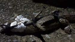 Heboh Buaya Masuk Stasiun Penampungan Minyak Pertamina di Tarakan, Begini Penampakannya