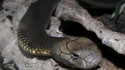 Patuk Tuannya hingga Tewas, 2 King Kobra di Trenggalek Diserahkan ke Panji Petualang